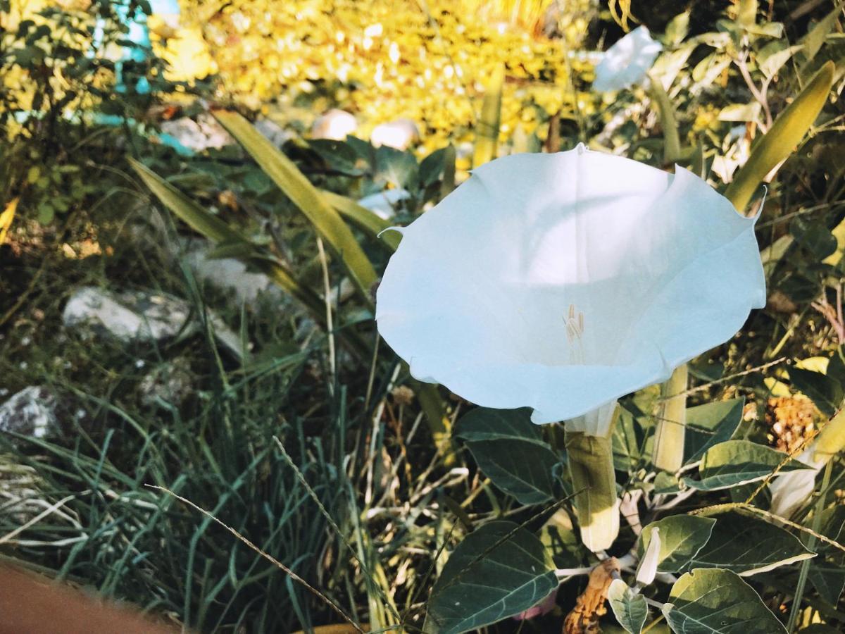 فيلا The Artist'S Farm Dhiyellótika المظهر الخارجي الصورة